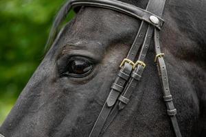 paardenhoofd in tuig close-up foto