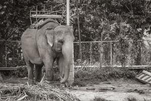 aziatische olifanten voor het berijden van tropisch regenwoudpark koh samui thailand. foto