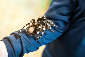 een gigantische tarantula kruipt over de hand van een man. foto