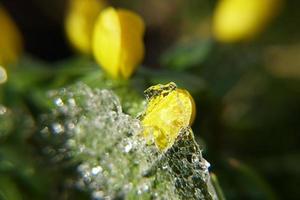 detail van wazig transparant ijsoppervlak en gele eranthis hyemalis plant. foto