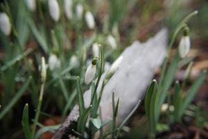 Europese plant sneeuwklokje en wazig transparant ijs. foto