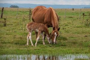 paarden op een boerderij foto