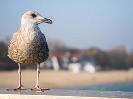 de weldoorvoede meeuw zit op een leuning en kijkt naar de zee foto