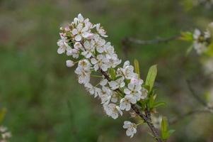 de witte pruimenbloesems staan in bloei foto