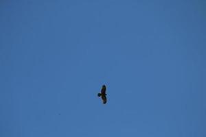 mooie adelaar of valk vliegen in heldere blauwe lucht met wolken in de zomer foto