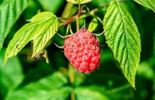 fotografie voor hele rijpe bes rode framboos foto