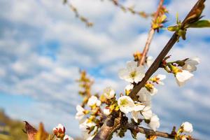 lentebloemen van een fruitboom. pruimenbloesem. foto