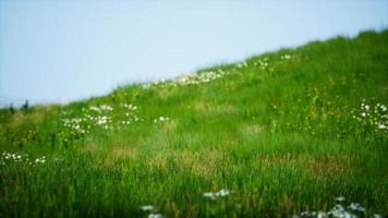 veld van groen vers gras onder de blauwe hemel foto