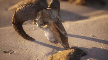 schedel met ramshoorns op het strand foto