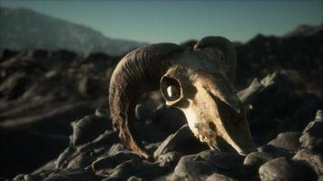 Europese moeflon ram schedel in natuurlijke omstandigheden in rotsachtige bergen foto