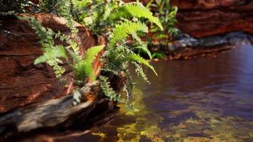 tropische gouden vijver met rotsen en groene planten foto