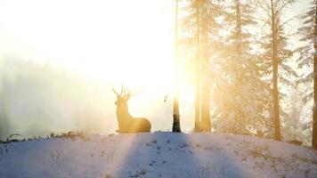 trots edel hertenmannetje in het bos van de wintersneeuw foto