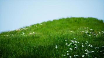 veld van groen vers gras onder de blauwe hemel foto