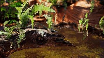 tropische gouden vijver met rotsen en groene planten foto