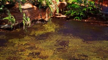 tropische gouden vijver met rotsen en groene planten foto