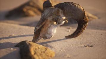 schedel met ramshoorns op het strand foto