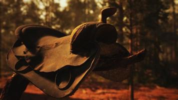 vintage leren paardenzadel op de dode boom in het bos bij zonsondergang foto