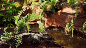 tropische gouden vijver met rotsen en groene planten foto