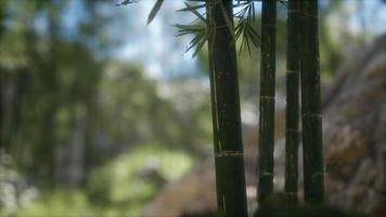 groene bamboe bomen bos achtergrond foto