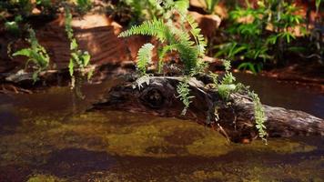 tropische gouden vijver met rotsen en groene planten foto