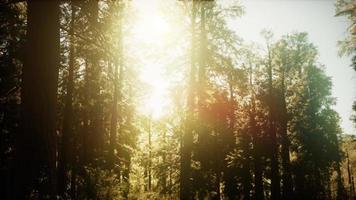 hyperlapse in sequoiabos vanaf zonsopgang foto