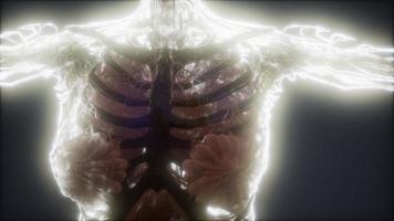 kleurrijke animatie van het menselijk lichaam met botten en organen foto