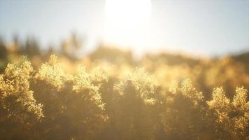 dennenbos bij zonsopgang met warme zonnestralen foto