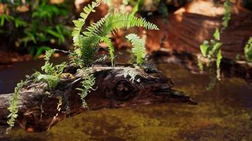 tropische gouden vijver met rotsen en groene planten foto