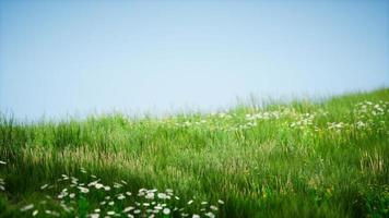 veld van groen vers gras onder de blauwe hemel foto