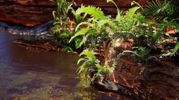 tropische gouden vijver met rotsen en groene planten foto