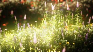 wilde bloemen in het veld foto