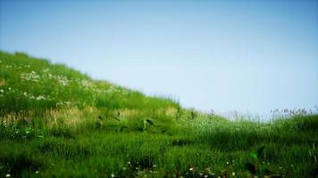 veld van groen vers gras onder de blauwe hemel foto