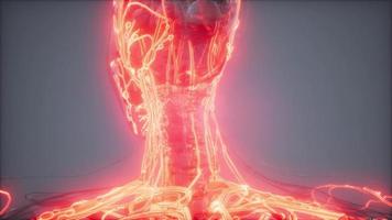 bloedvaten van het menselijk lichaam foto
