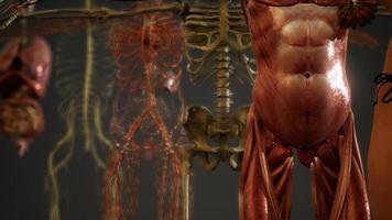 geanimeerde 3D illustratie van de menselijke anatomie foto