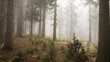 zonnestralen in natuurlijk sparrenbos foto