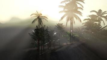 coco palmbomen tropisch landschap foto