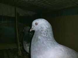 koning en koningin duiven en buitengewone duiven en vogels foto