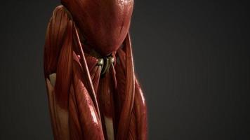 spierstelsel van animatie van het menselijk lichaam foto