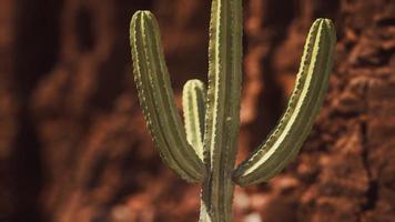 cactus in de woestijn van arizona in de buurt van rode rotsstenen foto