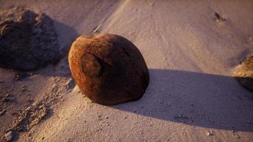 bruine kokosnoot op het strandzand foto