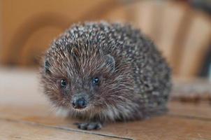 egel op de houten tafel foto