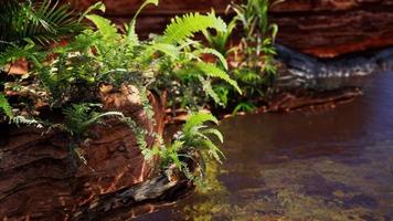 tropische gouden vijver met rotsen en groene planten foto