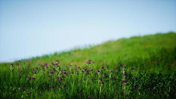 veld van groen vers gras onder de blauwe hemel foto