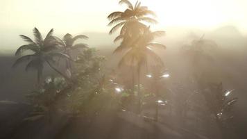 coco palmbomen tropisch landschap foto