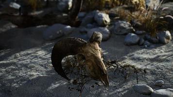 schedel van een dode ram in de woestijn foto