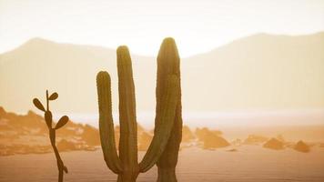 arizona woestijnzonsondergang met gigantische saguaro-cactus foto