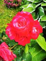 tuin bloem roos foto