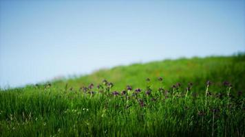 veld van groen vers gras onder de blauwe hemel foto