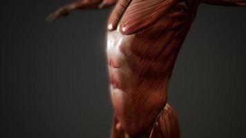 spierstelsel van animatie van het menselijk lichaam foto