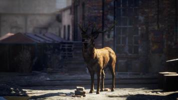 wilde herten scharrelen door de straten in een verlaten stad foto